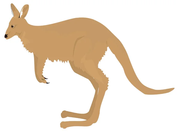 ブラウンカンガルー動物ベクトルイラスト透明背景 — ストックベクタ