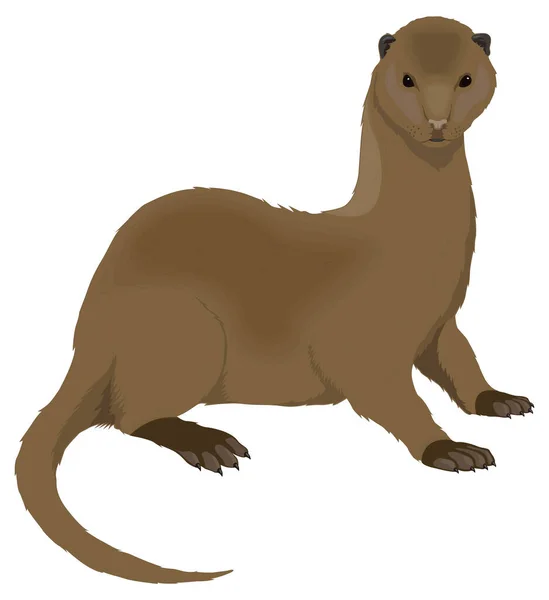 ブラウンミンク動物ベクトル図透明背景 — ストックベクタ