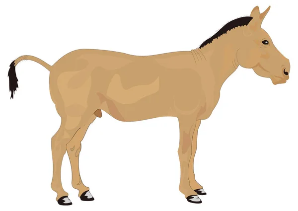 Braun Maultier Esel Tier Vektor Abbildung Transparenten Hintergrund — Stockvektor