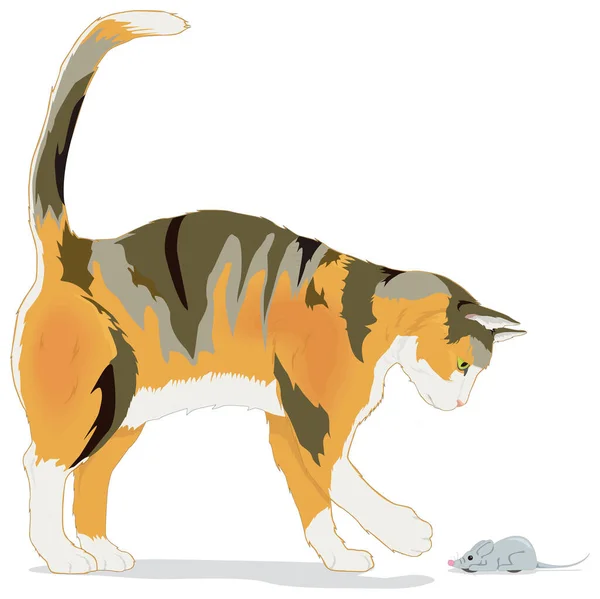 Katze Essen Kampf Maus Tier Vektor Abbildung Transparent Hintergrund — Stockvektor