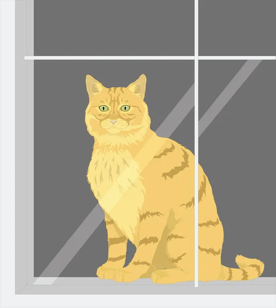 Cat Window Window Animal Vector Illustration Transparent Background — 스톡 벡터