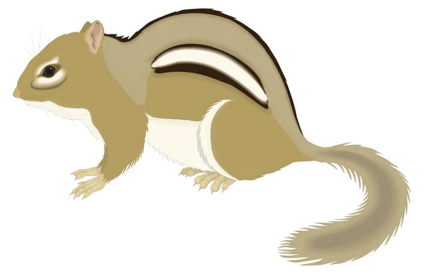 Chipmunk Squirrel Animal Vector Illustration Transparent Background — Stock Vector