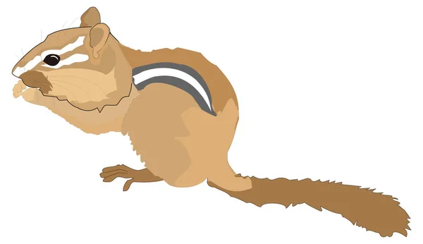 Eekhoorn Eten Dier Vector Illustratie Transparante Achtergrond — Stockvector