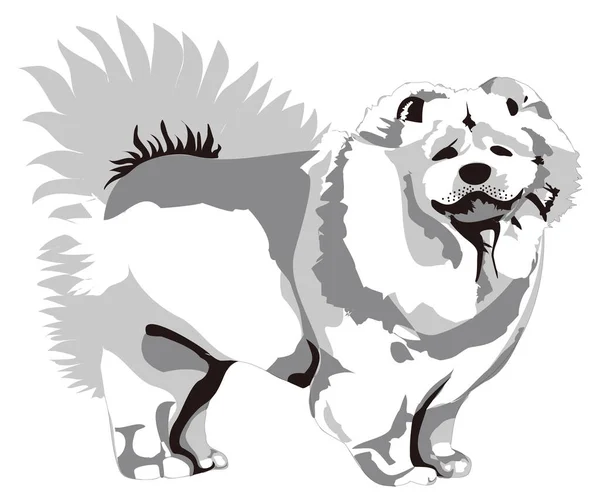 Chow Chow Hund Tier Vektor Illustration Transparent Hintergrund — Stockvektor