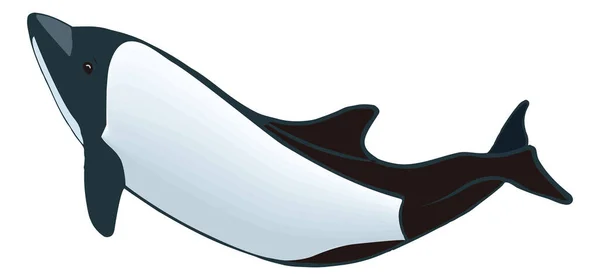 Commerson Dolphin Animal Vector Illustration Transparent Background — Stock Vector