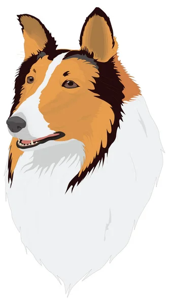 Collie Hund Ansikte Huvud Djur Vektor Illustration Transparent Bakgrund — Stock vektor