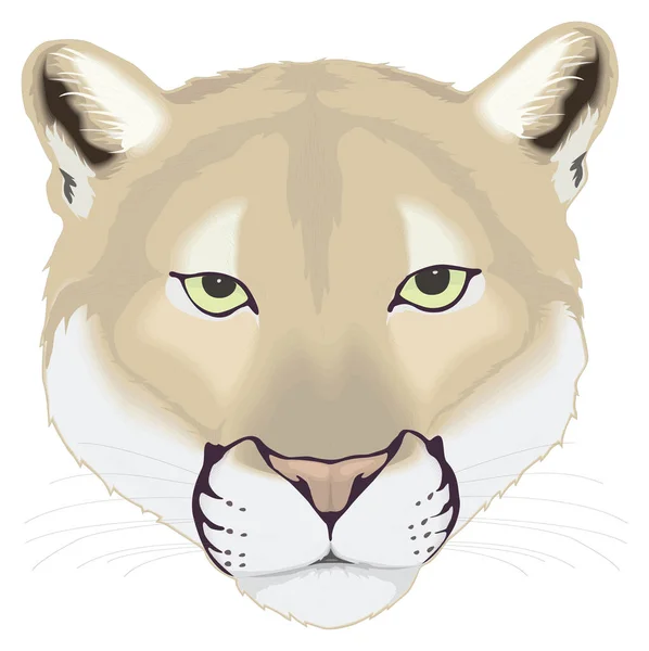 Cougar Face Cabeça Animal Vetor Ilustração Transparente Fundo — Vetor de Stock