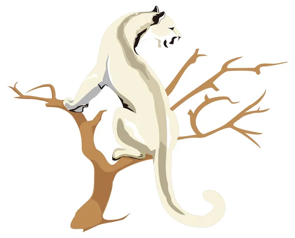 Puma Vylézt Strom Zvíře Vektor Ilustrace Transparentní Pozadí — Stockový vektor