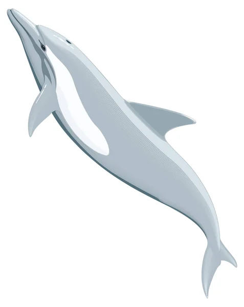 Common Dolphin Animal Vector Illustration Transparent Background — Stock Vector