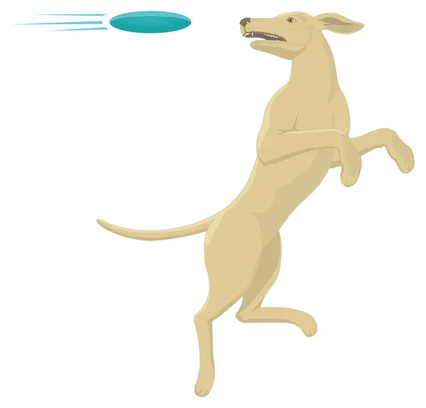 Dog Play Catch Frisbee Animal Vector Ilustração Transparente Fundo — Vetor de Stock