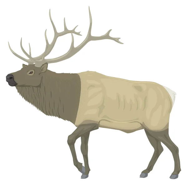 Wapiti Animal Vecteur Illustration Fond Transparent — Image vectorielle