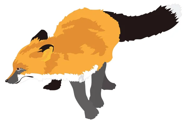 Renard Montre Animal Vecteur Illustration Fond Transparent — Image vectorielle