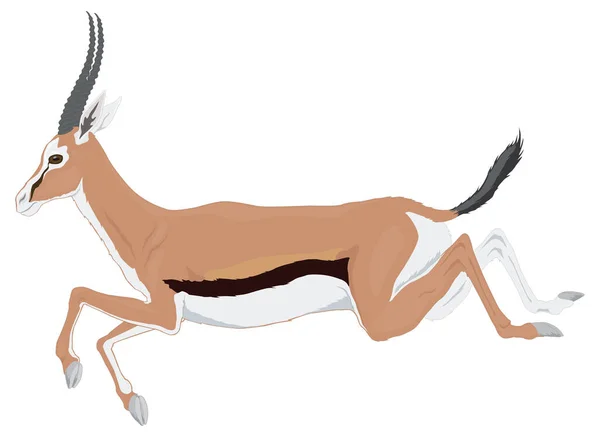 Gazelle Hirsch Tier Vektor Illustration Transparenten Hintergrund — Stockvektor