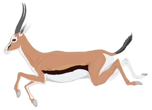 Gazelle Hert Dier Vector Illustratie Transparante Achtergrond — Stockvector