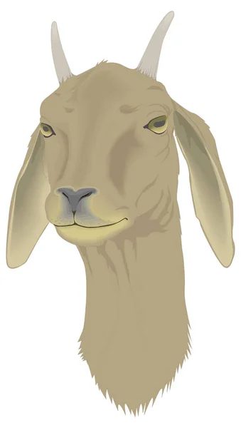 Chèvre Mouton Visage Tête Animal Vecteur Illustration Transparent Fond — Image vectorielle