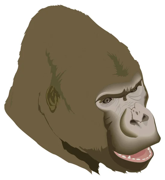 Gorilla Ansikte Huvud Djur Vektor Illustration Transparent Bakgrund — Stock vektor