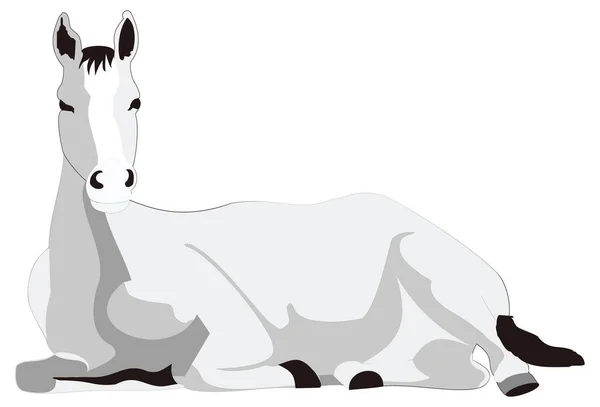 Cavallo Grigio Sedersi Animale Vettore Illustrazione Trasparente Sfondo — Vettoriale Stock