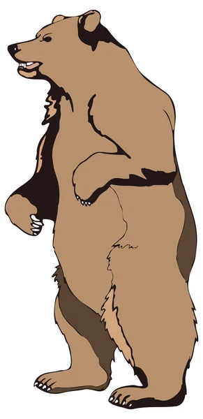 Oso Pardo Grizzly Stand Animal Vector Ilustración Fondo Transparente — Vector de stock