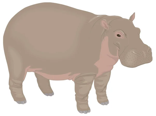 Hipopotama Stoisko Zwierzę Wektor Ilustracja Przezroczyste Tło — Wektor stockowy