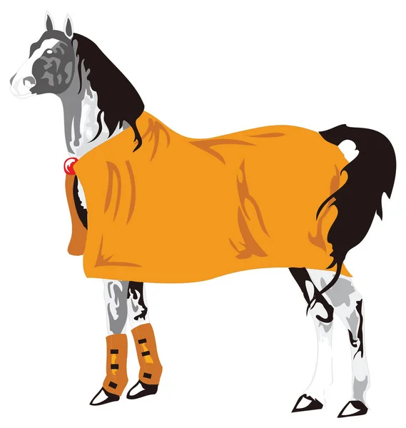 Vêtements Cheval Animal Vecteur Illustration Fond Transparent — Image vectorielle