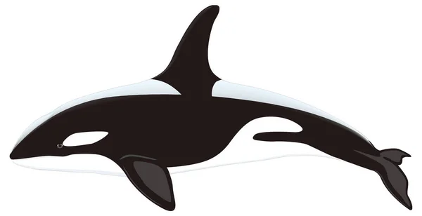 Killer Whale Animal Vector Illustration Transparent Background — Stock Vector