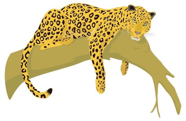 Leopard Beobachten Tier Vektor Abbildung Transparenten Hintergrund — Stockvektor