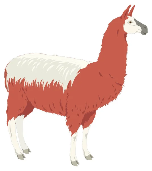 ラマ動物ベクトル図透明背景 — ストックベクタ