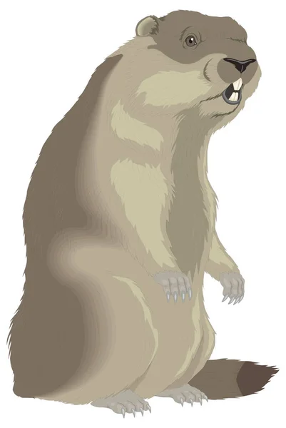Marmotta Stand Animale Vettore Illustrazione Trasparente Sfondo — Vettoriale Stock