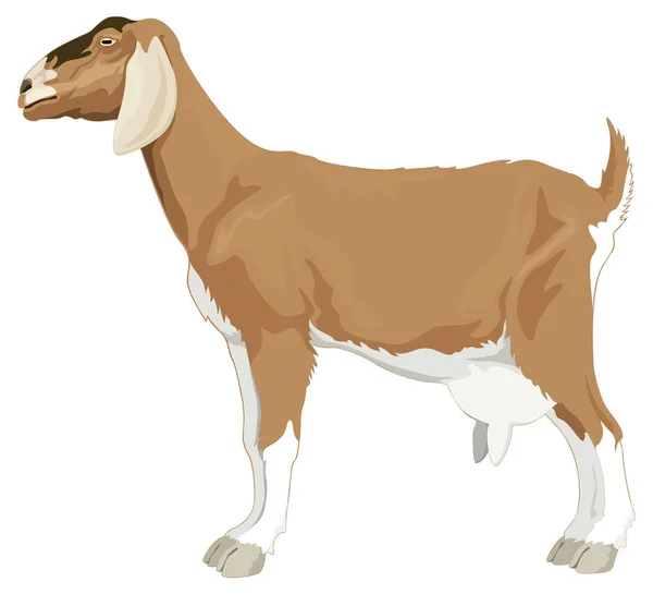 Milk Goat Sheep Animal Vector Illustration Transparent Background — Stock Vector