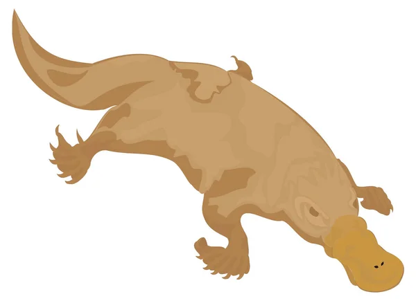 Platypus Animal Vetor Ilustração Transparente Fundo — Vetor de Stock