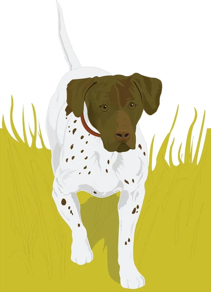 Puntero Perro Animal Vector Ilustración Fondo Transparente — Vector de stock