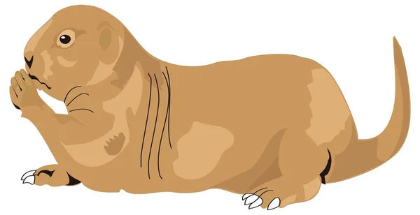 Präriehund Sitta Djur Vektor Illustration Transparent Bakgrund — Stock vektor