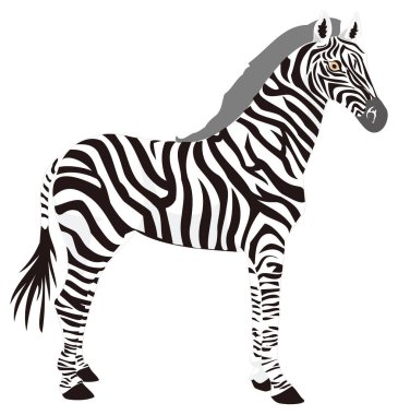 Zebra duruşu hayvan vektör illüstrasyonu şeffaf arkaplan
