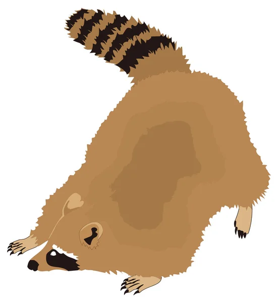 Raccoon Awam Vektor Hewan Ilustrasi Latar Belakang Transparan - Stok Vektor