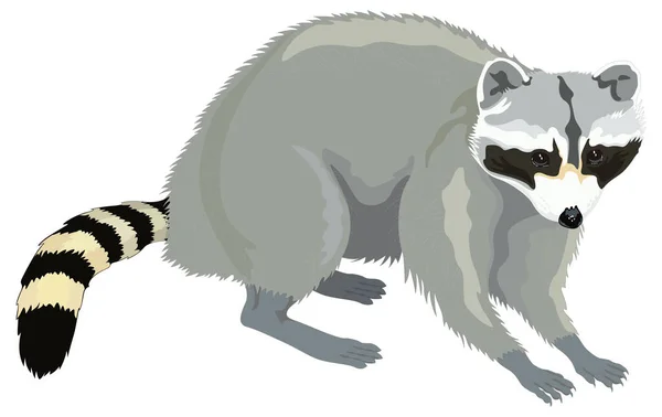Raccoon Animal Vector Illustration Transparent Background — Stock Vector