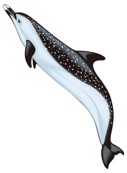 Spotted Dolphin Animal Vector Illustration Transparent Background — Stock Vector