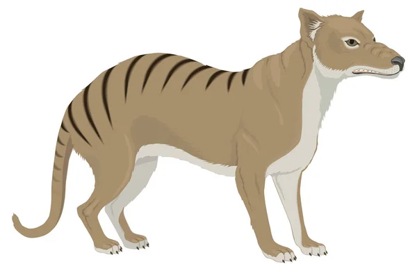 Tasmanian Wolf Vector Hewan Ilustrasi Latar Belakang Transparan - Stok Vektor