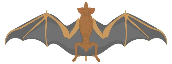 Mormânt Liliac Animal Vector Ilustrare Fundal Transparent — Vector de stoc