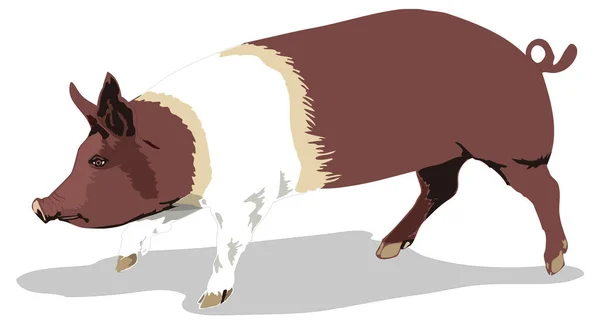 Blanc Brun Porc Animal Vecteur Illustration Fond Transparent — Image vectorielle