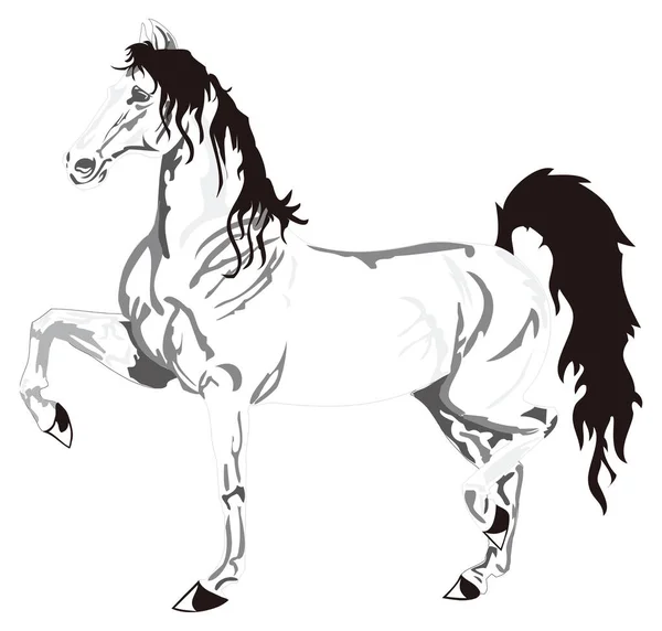 Векторная Иллюстрация Белого Коня Прозрачный Фон — стоковый вектор