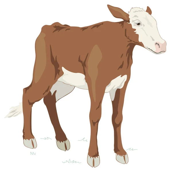 Young Cow Animal Vector Illustration Transparent Background — Stock Vector