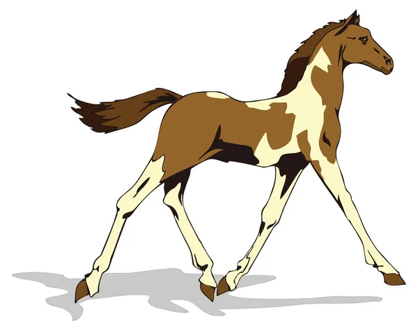 Young Colt Horse Animal Vector Illustration Transparent Background — Stock Vector