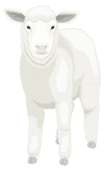 Jovem Cordeiro Ovino Animal Vetor Ilustração Transparente Fundo —  Vetores de Stock