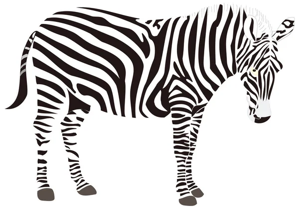 Zebra Zwierzę Wektor Ilustracja Przezroczyste Tło — Wektor stockowy