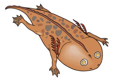 gerrothorax pulcherrimus balığı dinozor eski vektör illüstrasyonu şeffaf arkaplan