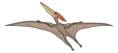 Pteranodon uçan dinozor antik vektör çizimi şeffaf arkaplan