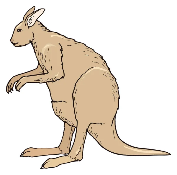 Procoptodon Känguru Dinosaurie Gamla Vektor Illustration Transparent Bakgrund — Stock vektor