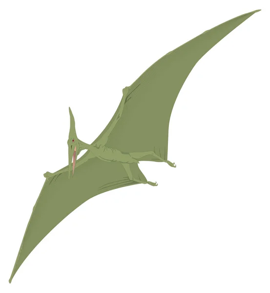 Dinosaurio Pteranodon Antiguo Vector Ilustración Fondo Transparente — Vector de stock