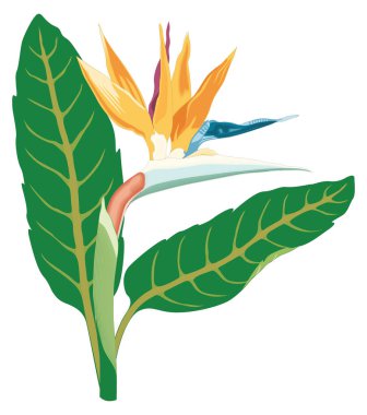 birdflower vector illustration transparent background