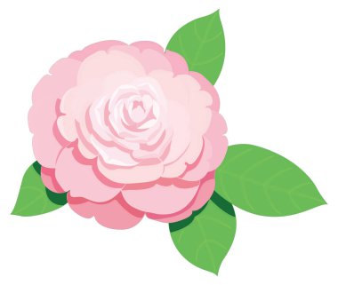 camellia flower vector illustration transparent background